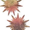 Pastease Gold Snake Print Tie-Dye Sunburst Pasties